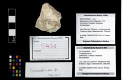 Foto (Objekt + Etikett) von Culmenformosa sp.  (NHMW-GEO-2014-0194-0928)